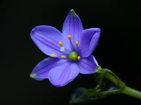 Chamaescilla