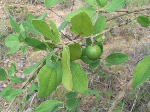 Strychnos innocua