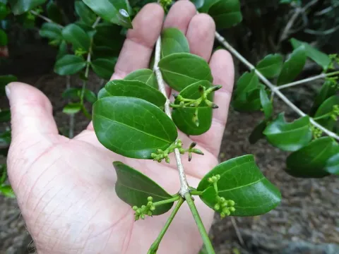 Strychnos henningsii