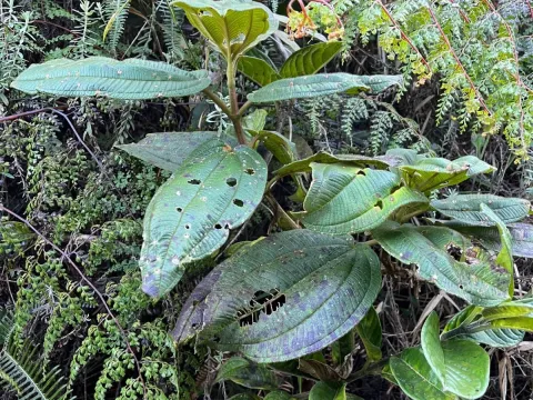 Dichaetanthera