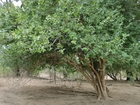 Cleistochlamys