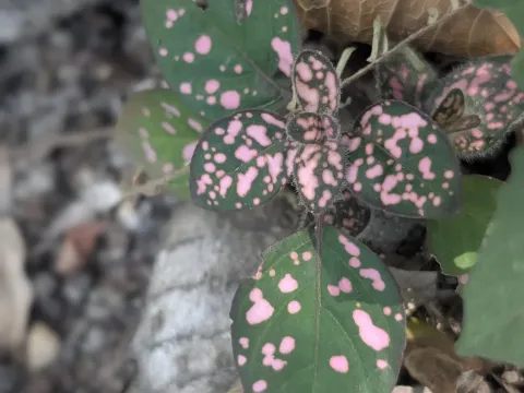 Гіпоестес