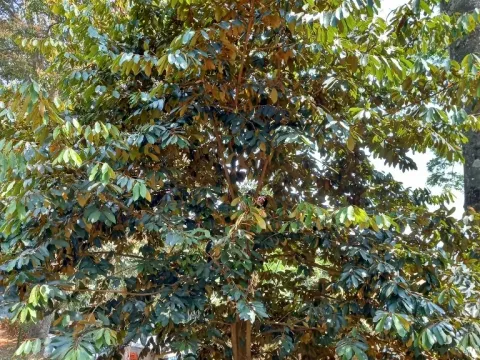Gambeya