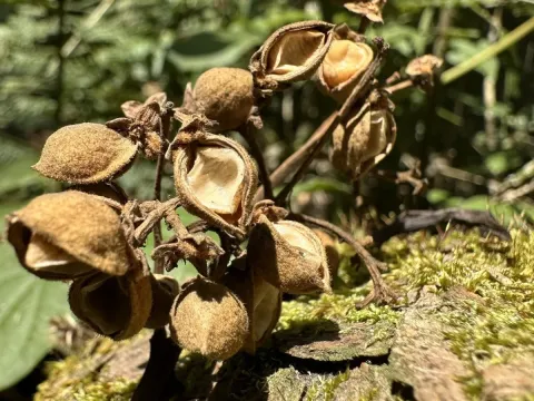Brunellia