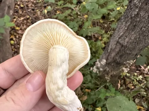 Гипсизигус