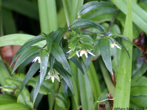 Drymophila