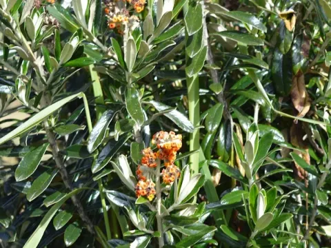 Lojan Buddleja