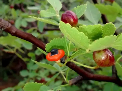Bursera linanoe