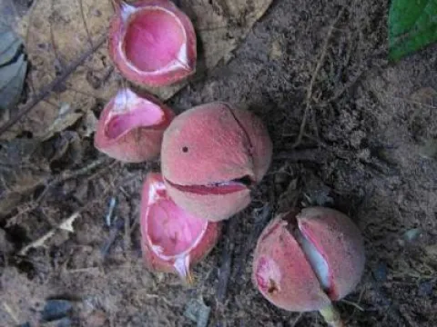 Tetragastris altissima