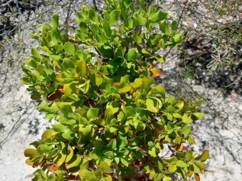 Bahama boxwood
