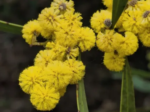 Акация Беклера