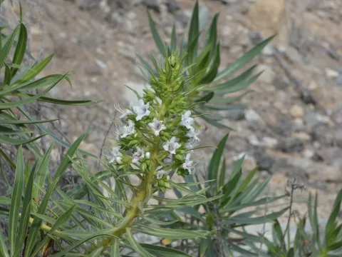 Echium decaisnei