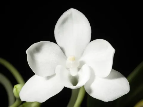 Amesiella