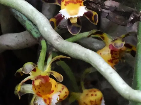 Gastrochilus