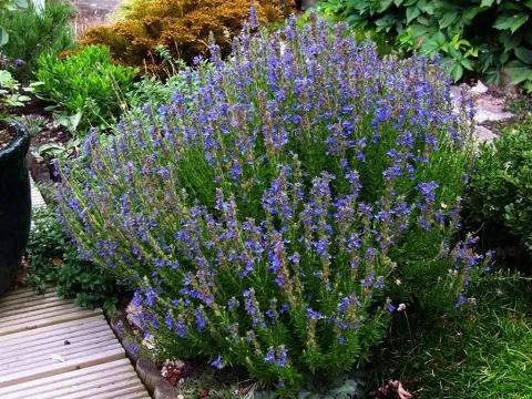 Hyssop