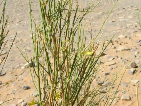 Crotalaria vialattei