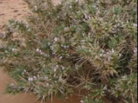 Astragalus gyzensis