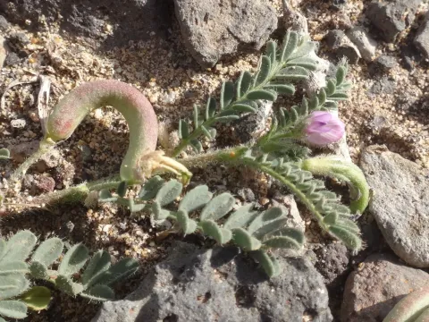 Astragalus mareoticus