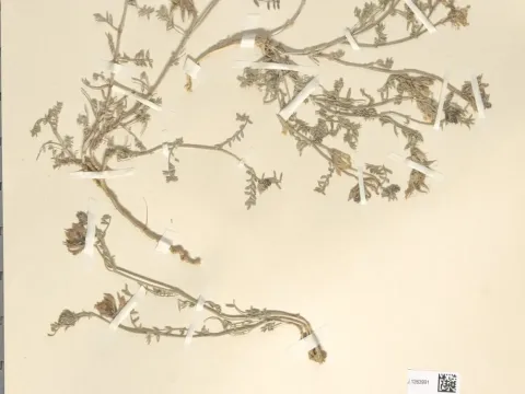 Astragalus algerianus
