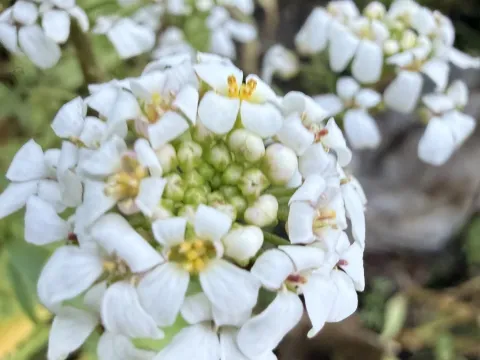 Candytuft