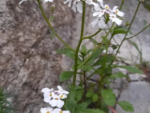 Iberis crenata
