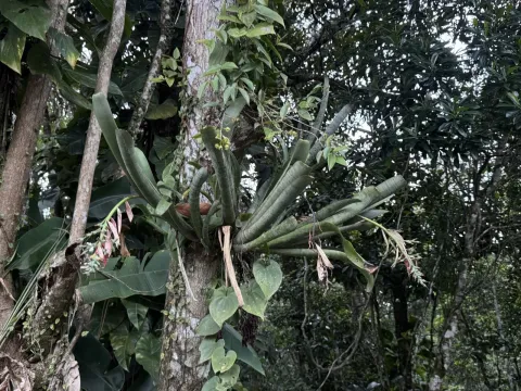 Quesnelia