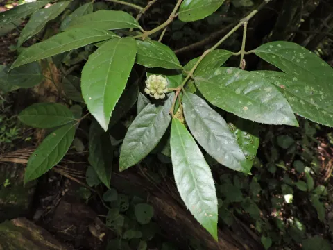 Mollinedia