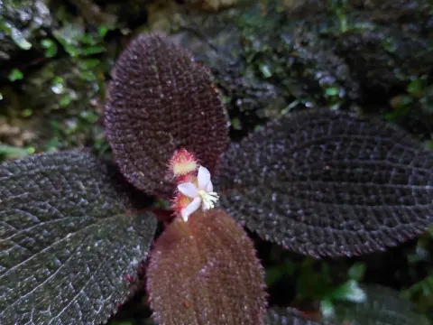 Triolena