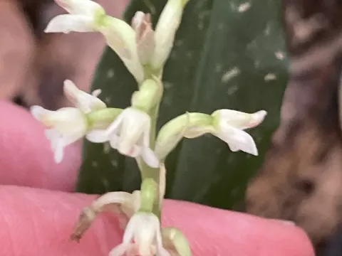 Aspidogyne
