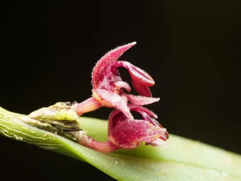 Миоксантус
