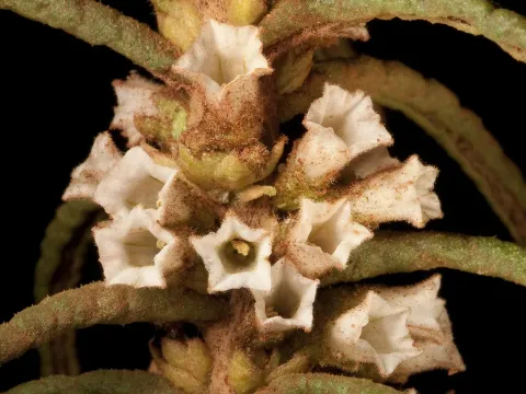Symonanthus