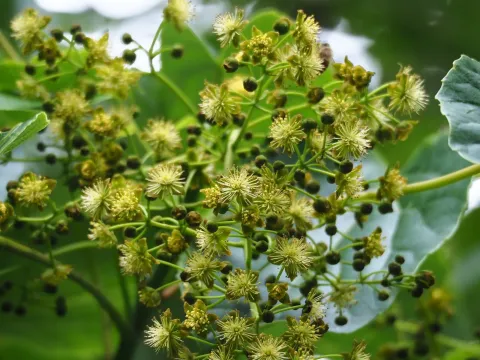 Idesia polycarpa