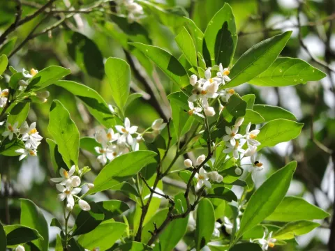 Solanum pseudoquina