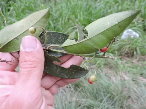 Solanum inodorum