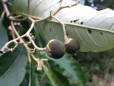 Solanum leucodendron