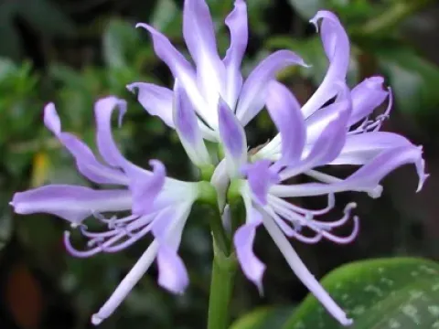 Griffinia