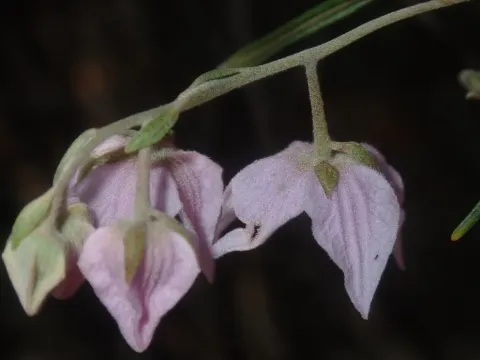 Guichenotia