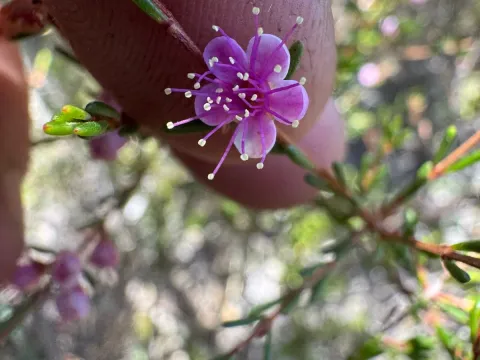Hypocalymma