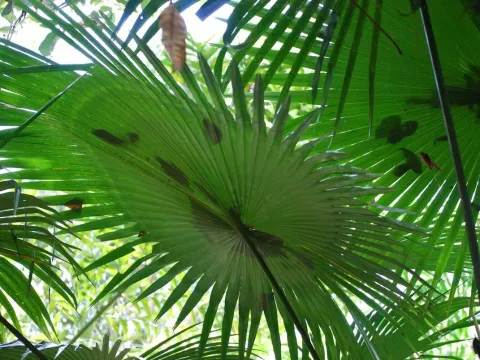 Kerriodoxa elegans