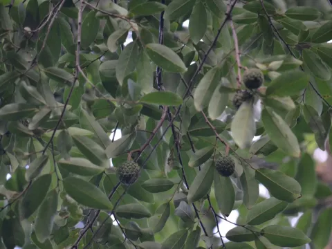 Annona dolabripetala