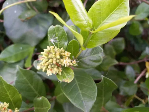 Forsteronia
