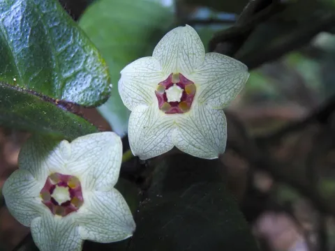 Phaeostemma