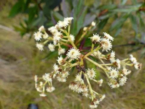 Baccharis brachylaenoides