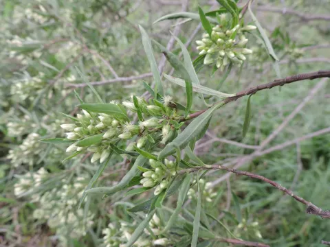 Baccharis semiserrata