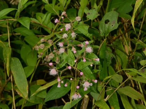Heterocondylus