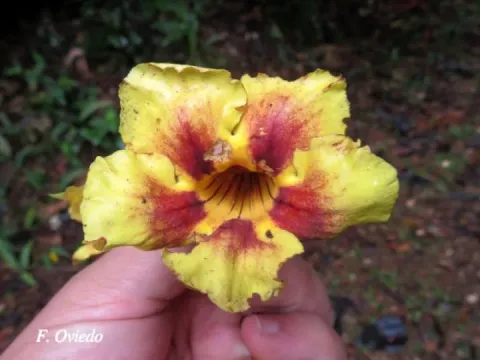 Калліхламіс