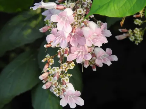 Fridericia
