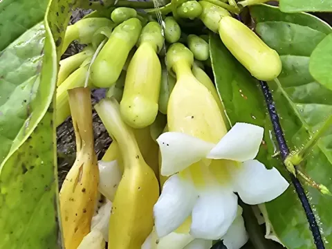 Лундия