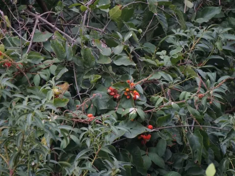 Paullinia carpopodea