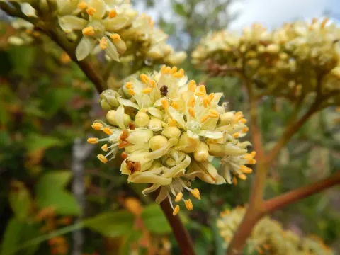 Dictyoloma